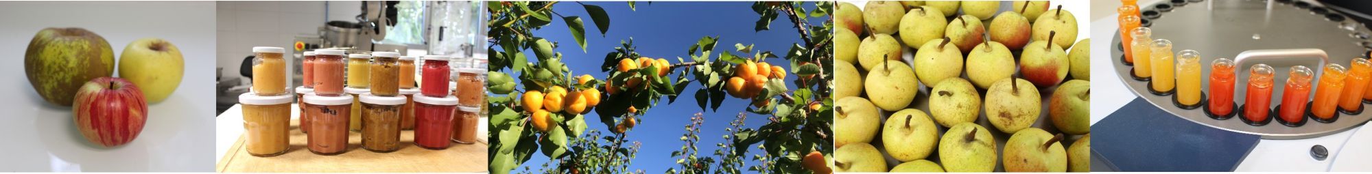Diversité des fruits et des purées du projet DiverAct