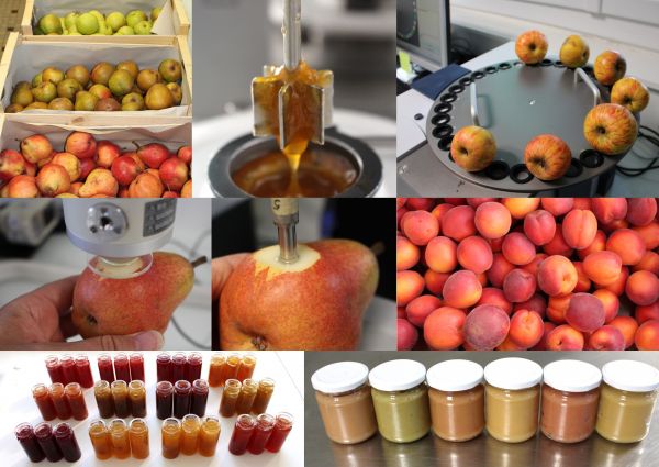 Illustration de la diversité des fruits, des purées et confitures et des mesures réalisées